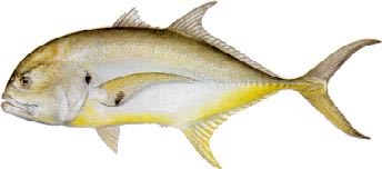 North Captiva Crevalle Jack