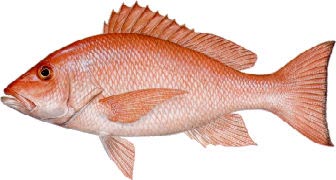 North Captiva Red Snapper