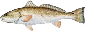 North Captiva Redfish